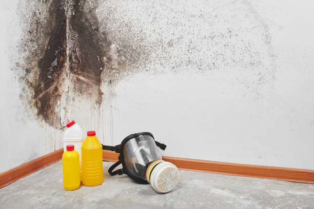 Best Toxic Mold Removal  in New Freedom, PA