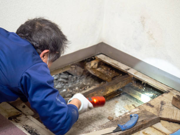 Mold Removal Process in New Freedom, PA