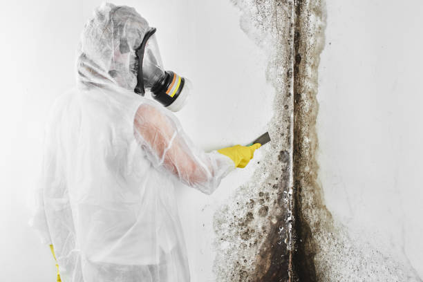 Best Mold Damage Repair  in New Freedom, PA