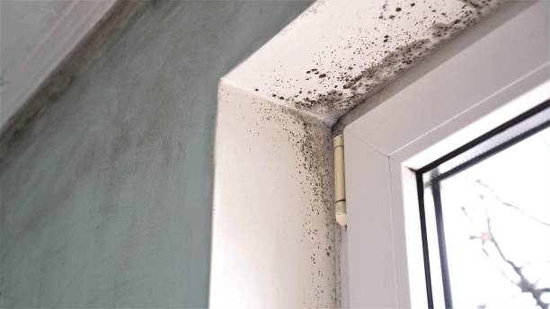 Best Certified Mold Removal  in New Freedom, PA