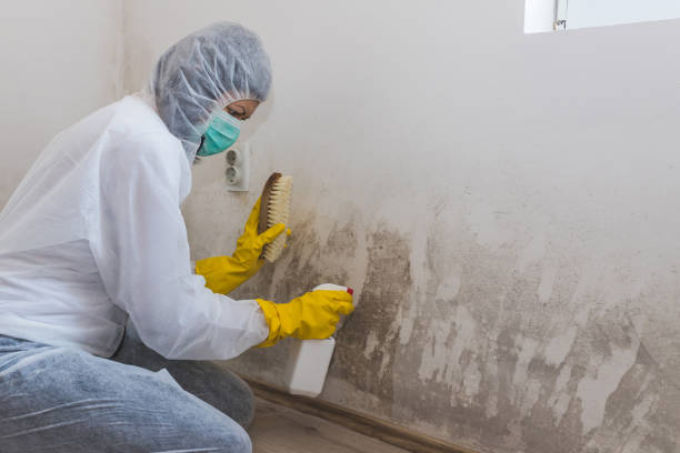 Crawl Space Mold Removal in New Freedom, PA