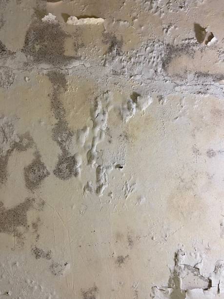 Best Residential Mold Removal  in New Freedom, PA
