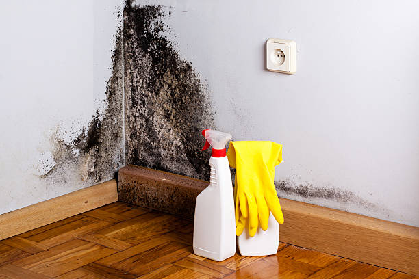 Best Commercial Mold Removal  in New Freedom, PA